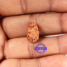 Load image into Gallery viewer, 2 Mukhi Rudraksha from Indonesia - Bead No. 210
