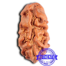 Load image into Gallery viewer, 2 Mukhi Rudraksha from Indonesia - Bead No. 210
