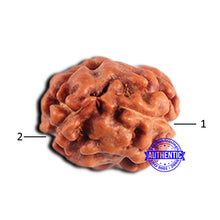 Load image into Gallery viewer, 2 Mukhi Rudraksha from Indonesia - Bead No.212
