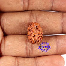 Load image into Gallery viewer, 2 Mukhi Rudraksha from Indonesia - Bead No.212
