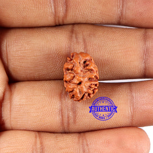 2 Mukhi Rudraksha from Indonesia - Bead No.212