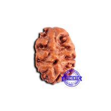 Load image into Gallery viewer, 2 Mukhi Rudraksha from Indonesia - Bead No.212
