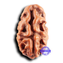 Load image into Gallery viewer, 2 Mukhi Rudraksha from Indonesia - Bead No. 213
