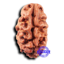 Load image into Gallery viewer, 2 Mukhi Rudraksha from Indonesia - Bead No. 218
