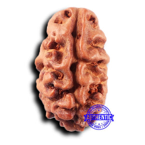 2 Mukhi Rudraksha from Indonesia - Bead No. 218