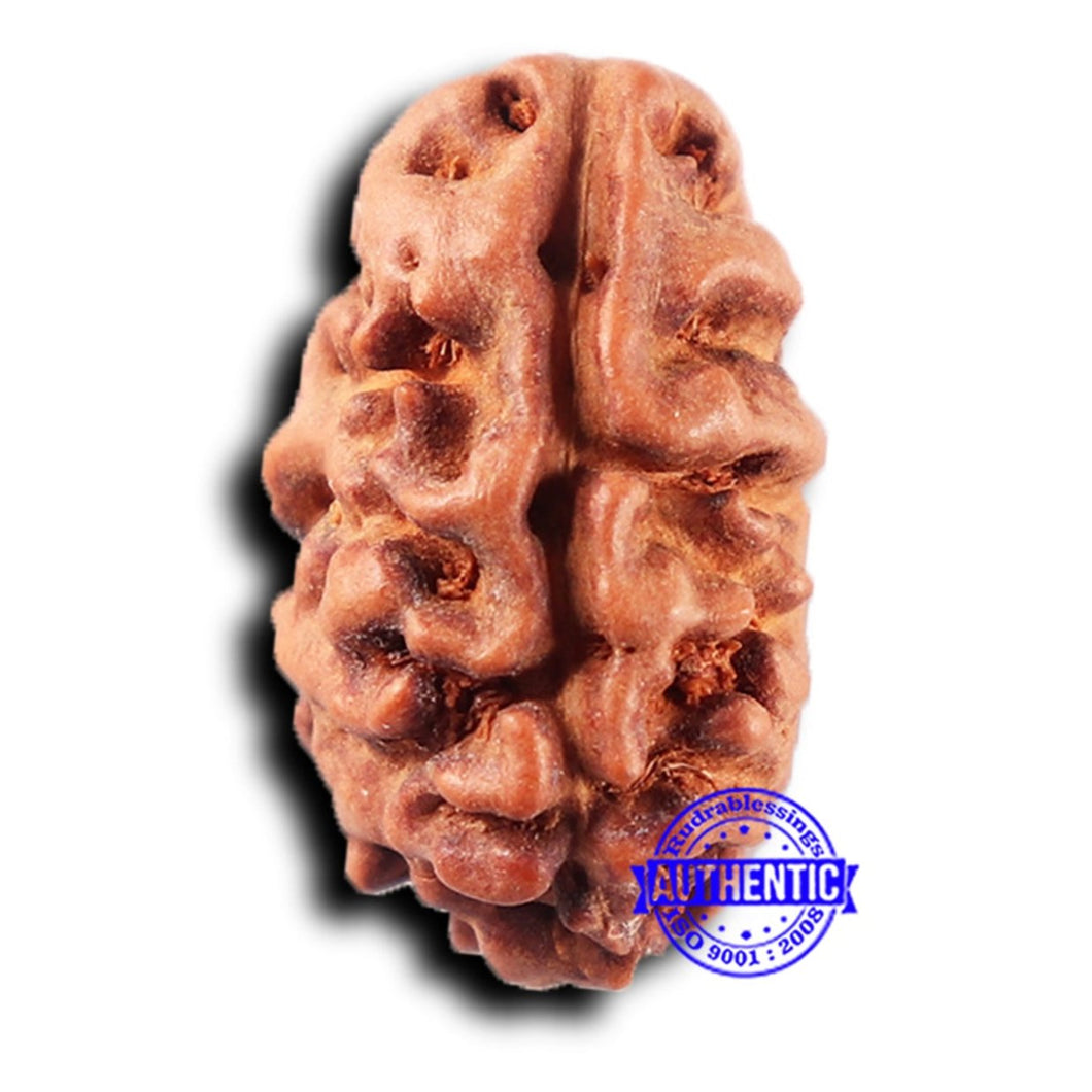 2 Mukhi Rudraksha from Indonesia - Bead No. 218