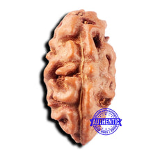 Load image into Gallery viewer, 2 Mukhi Rudraksha from Indonesia - Bead No. 219
