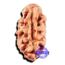 Load image into Gallery viewer, 2 Mukhi Rudraksha from Indonesia - Bead No. 220
