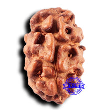 Load image into Gallery viewer, 2 Mukhi Rudraksha from Indonesia - Bead No. 221
