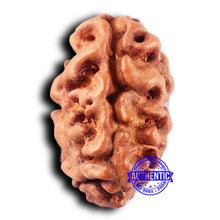 Load image into Gallery viewer, 2 Mukhi Rudraksha from Indonesia - Bead No. 222
