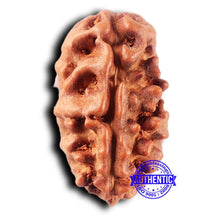 Load image into Gallery viewer, 2 Mukhi Rudraksha from Indonesia - Bead No. 224
