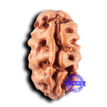 Load image into Gallery viewer, 2 Mukhi Rudraksha from Indonesia - Bead No. 229
