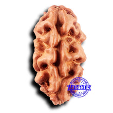 Load image into Gallery viewer, 2 Mukhi Rudraksha from Indonesia - Bead No. 231
