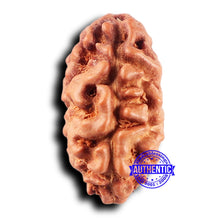 Load image into Gallery viewer, 2 Mukhi Rudraksha from Indonesia - Bead No. 232
