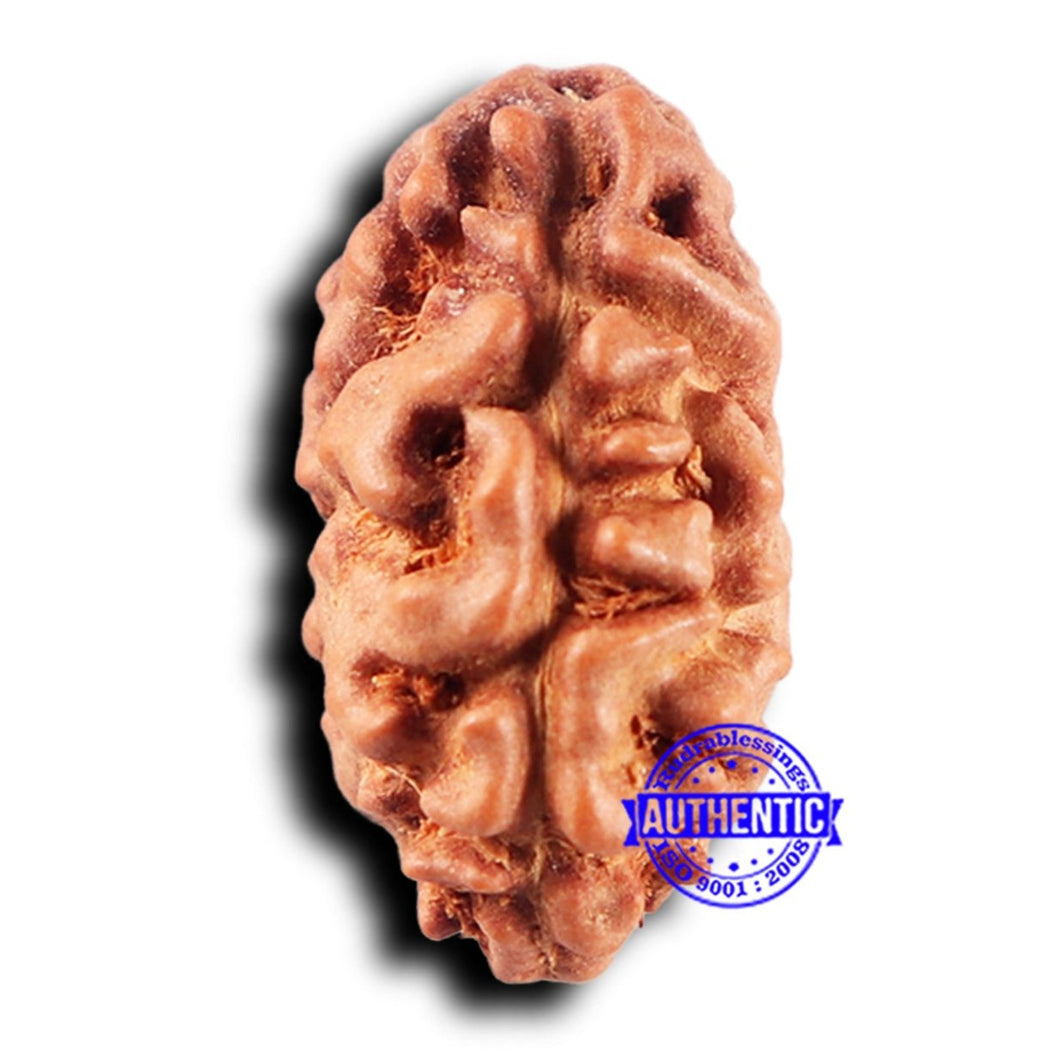 2 Mukhi Rudraksha from Indonesia - Bead No. 232