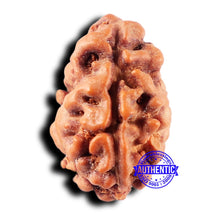 Load image into Gallery viewer, 2 Mukhi Rudraksha from Indonesia - Bead No. 235
