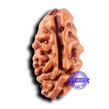 Load image into Gallery viewer, 2 Mukhi Rudraksha from Indonesia - Bead No. 236
