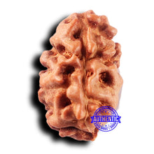 Load image into Gallery viewer, 2 Mukhi Rudraksha from Indonesia - Bead No. 237
