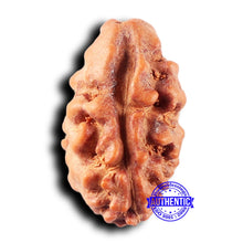 Load image into Gallery viewer, 2 Mukhi Rudraksha from Indonesia - Bead No. 238
