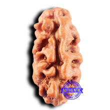 Load image into Gallery viewer, 2 Mukhi Rudraksha from Indonesia - Bead No. 241
