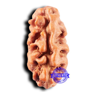 2 Mukhi Rudraksha from Indonesia - Bead No. 241