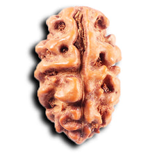 Load image into Gallery viewer, 2 Mukhi Rudraksha from Indonesia - Bead No. 242
