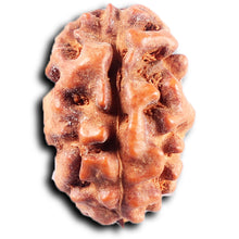 Load image into Gallery viewer, 2 Mukhi Rudraksha from Indonesia - Bead No. 243
