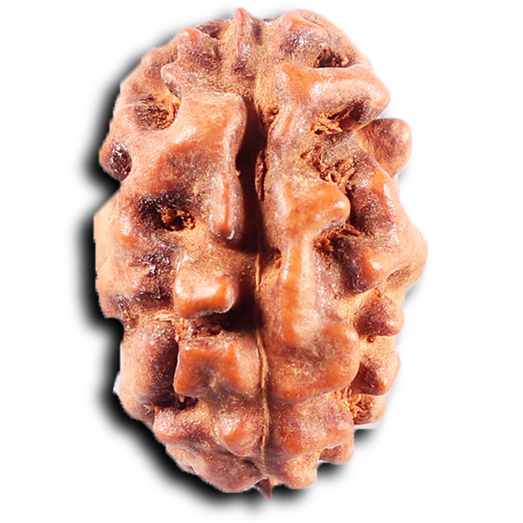 2 Mukhi Rudraksha from Indonesia - Bead No. 243