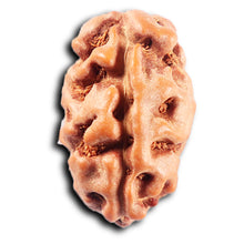 Load image into Gallery viewer, 2 Mukhi Rudraksha from Indonesia - Bead No. 244
