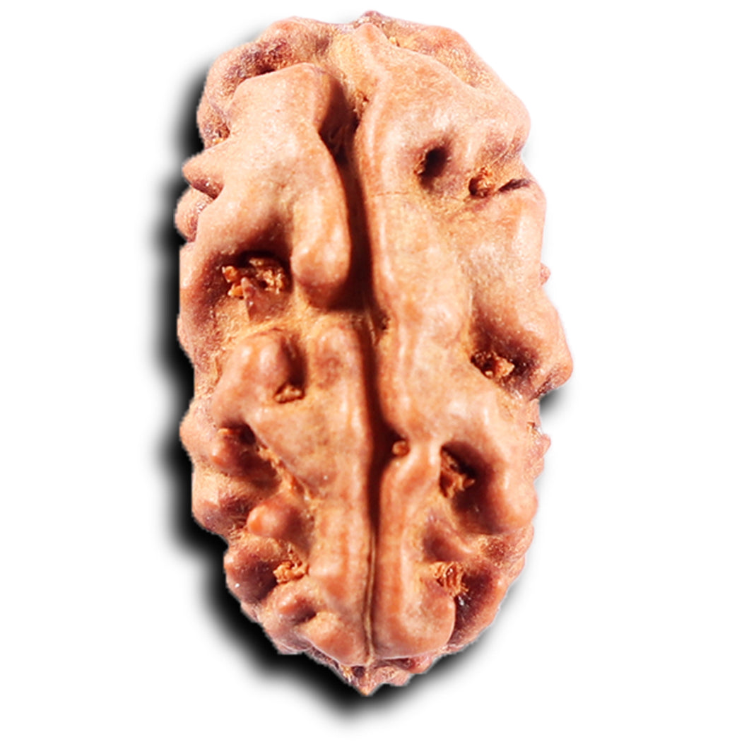 2 Mukhi Rudraksha from Indonesia - Bead No. 245