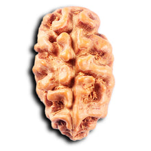 Load image into Gallery viewer, 2 Mukhi Rudraksha from Indonesia - Bead No. 246
