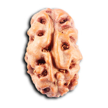 Load image into Gallery viewer, 2 Mukhi Rudraksha from Indonesia - Bead No. 247
