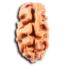 Load image into Gallery viewer, 2 Mukhi Rudraksha from Indonesia - Bead No. 248
