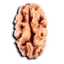 Load image into Gallery viewer, 2 Mukhi Rudraksha from Indonesia - Bead No. 250
