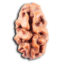 Load image into Gallery viewer, 2 Mukhi Rudraksha from Indonesia - Bead No. 251
