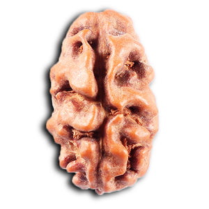 2 Mukhi Rudraksha from Indonesia - Bead No. 251