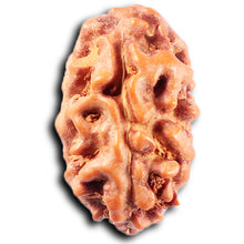 Load image into Gallery viewer, 2 Mukhi Rudraksha from Indonesia - Bead No. 252
