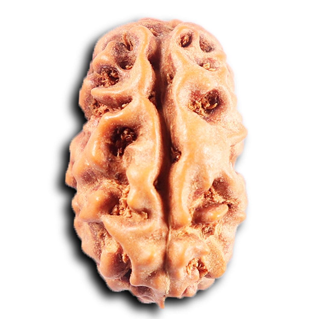 2 Mukhi Rudraksha from Indonesia - Bead No. 253