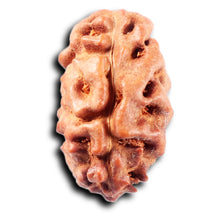 Load image into Gallery viewer, 2 Mukhi Rudraksha from Indonesia - Bead No. 254
