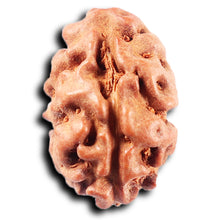 Load image into Gallery viewer, 2 Mukhi Rudraksha from Indonesia - Bead No. 255
