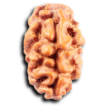 Load image into Gallery viewer, 2 Mukhi Rudraksha from Indonesia - Bead No. 257
