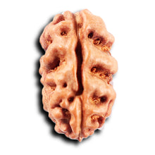 Load image into Gallery viewer, 2 Mukhi Rudraksha from Indonesia - Bead No. 258
