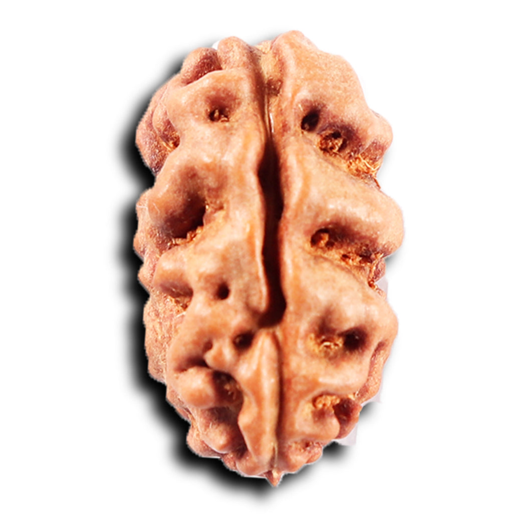 2 Mukhi Rudraksha from Indonesia - Bead No. 258