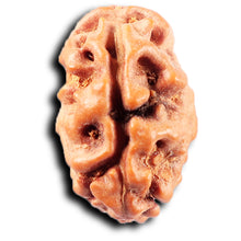 Load image into Gallery viewer, 2 Mukhi Rudraksha from Indonesia - Bead No. 259
