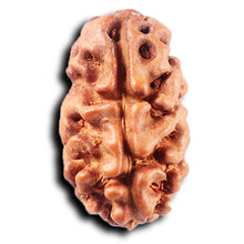 Load image into Gallery viewer, 2 Mukhi Rudraksha from Indonesia - Bead No. 260
