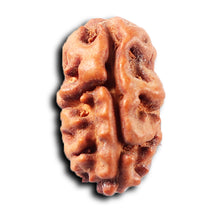 Load image into Gallery viewer, 2 Mukhi Rudraksha from Indonesia - Bead No. 261
