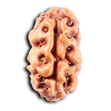 Load image into Gallery viewer, 2 Mukhi Rudraksha from Indonesia - Bead No. 264
