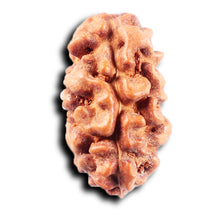 Load image into Gallery viewer, 2 Mukhi Rudraksha from Indonesia - Bead No. 265
