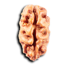 Load image into Gallery viewer, 2 Mukhi Rudraksha from Indonesia - Bead No. 266
