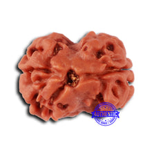 Load image into Gallery viewer, 2 Mukhi Rudraksha from Nepal - Bead No. 152
